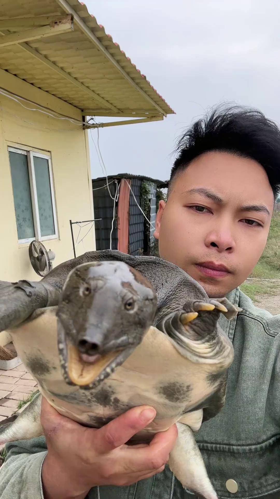 抓鱼 甲鱼 老甲鱼 野生甲鱼 大补美食