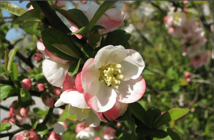 一分钟教你学会：如何区分樱花、桃花和梅花？