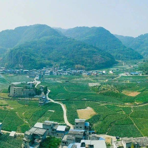 【乡愁印迹 村史村事】罗化村：项目带动增加群众收入 _种植_蔬菜_发展