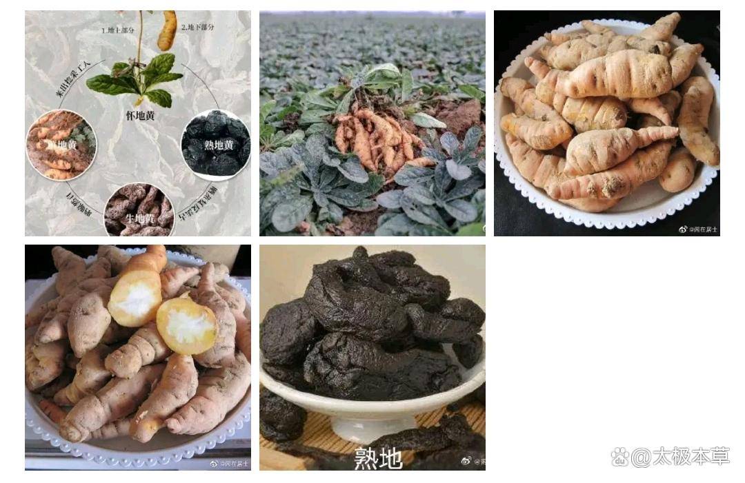 探秘熟地:中药里的养生好物,助你健康长寿_怀地黄_功效_味道