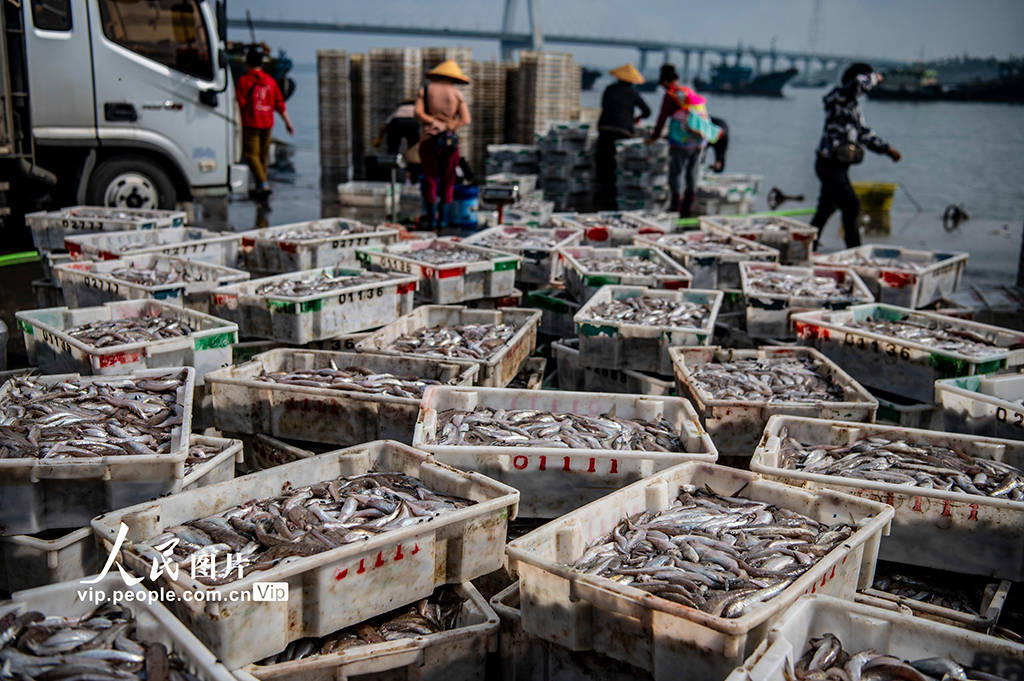 海南文昌:南海春汛鱼满仓