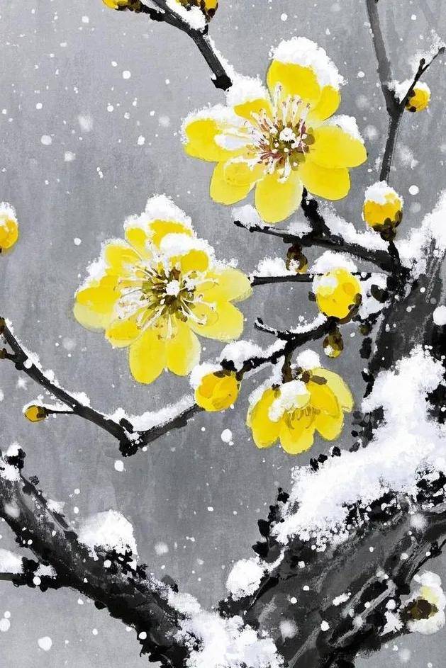 潍坊下雪了,雪中腊梅欣赏