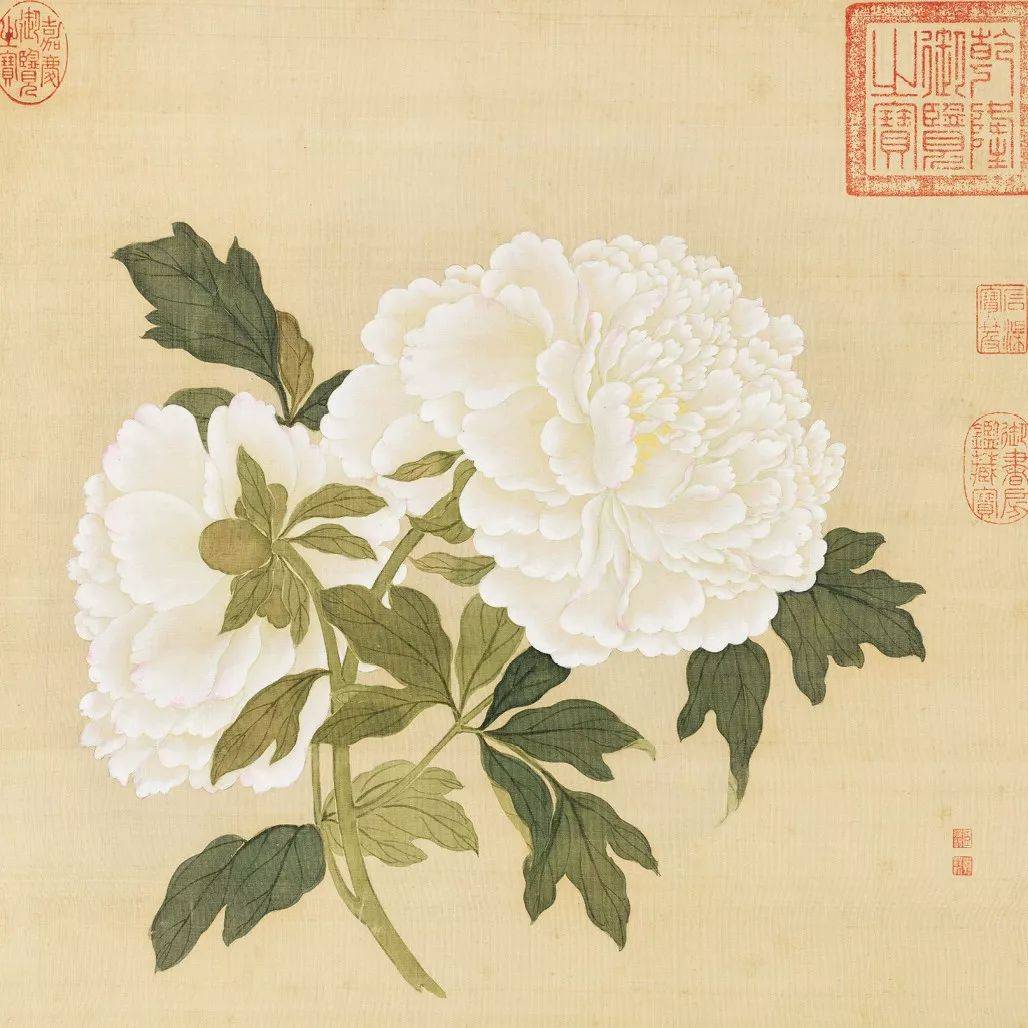 紅牡丹👇