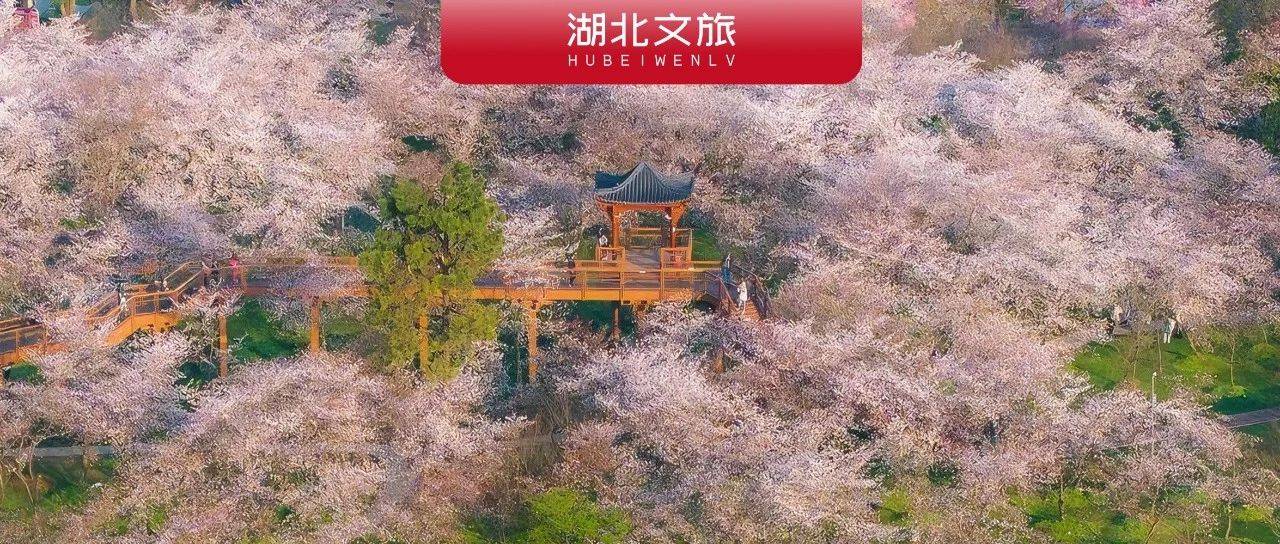 家门口也可赏樱!武汉最全赏樱点指南_东湖_楚风园_樱花