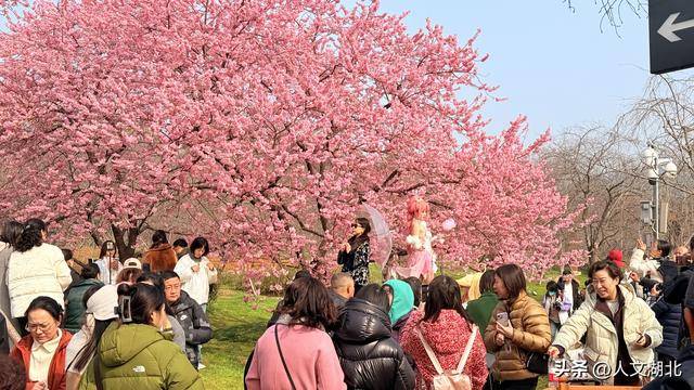 武汉东湖樱花园开园 浪漫樱花季迎游客_寒绯樱_区域_初美人