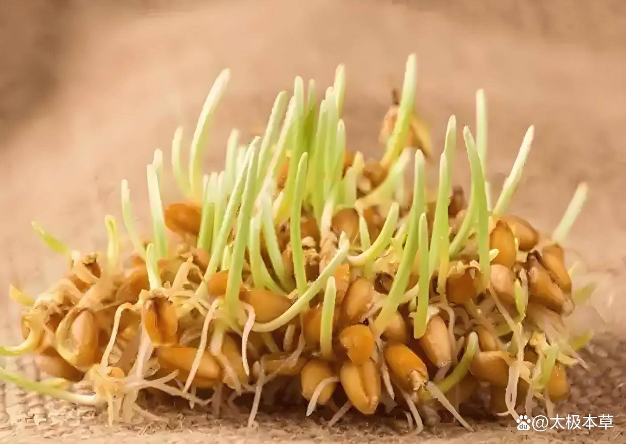 3月吃这个春季第一芽,冬天郁积的闷气,用一个春天来扫清_麦芽_肝气_身体