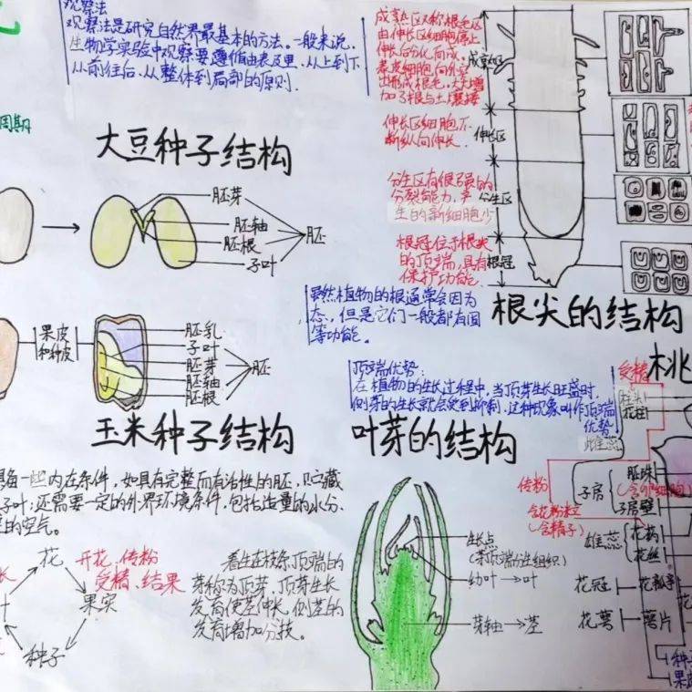 民乐学校生物组优秀学生成果展示