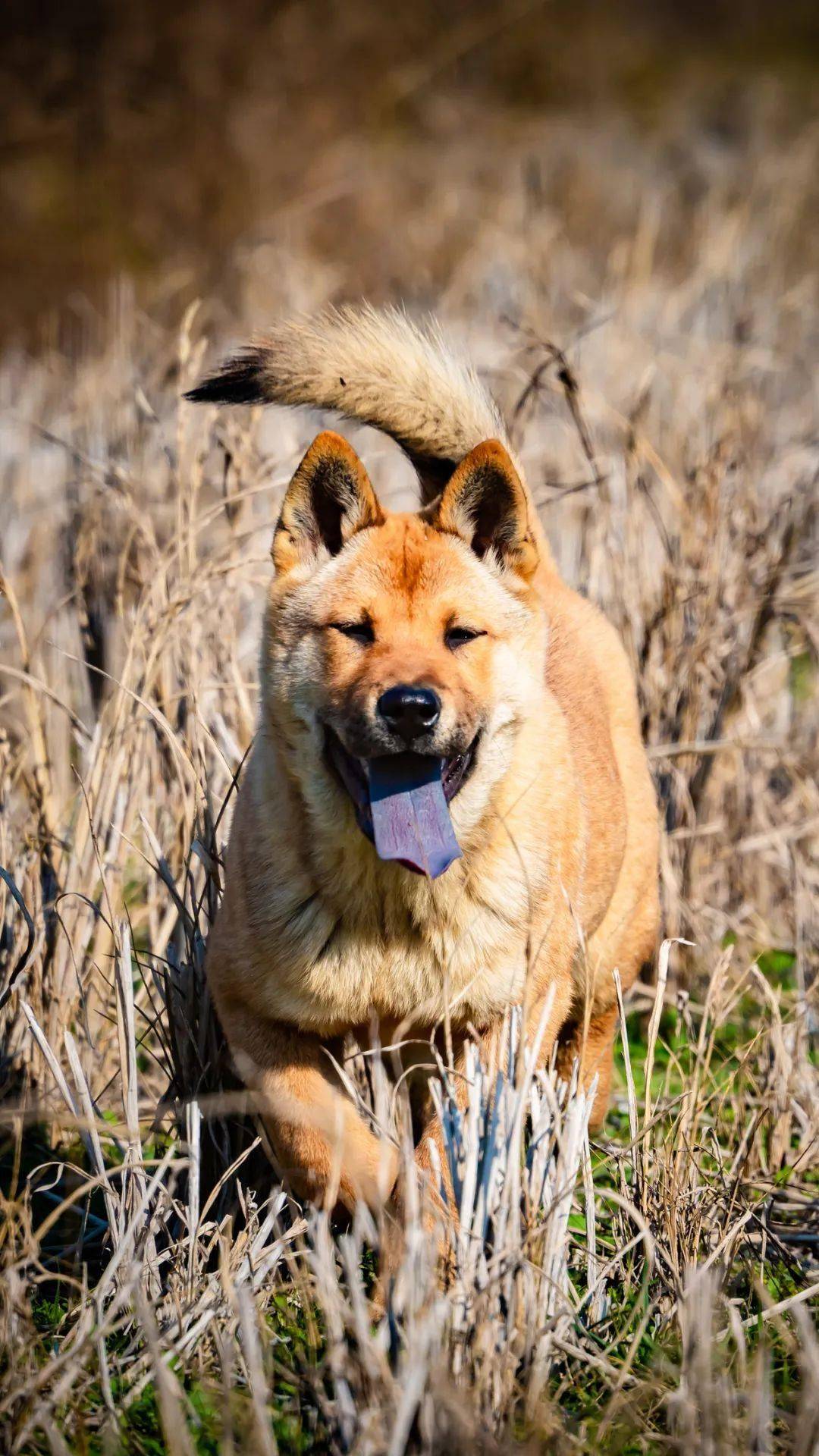 中华田园犬：最后的求救（中华田园犬六大品种）