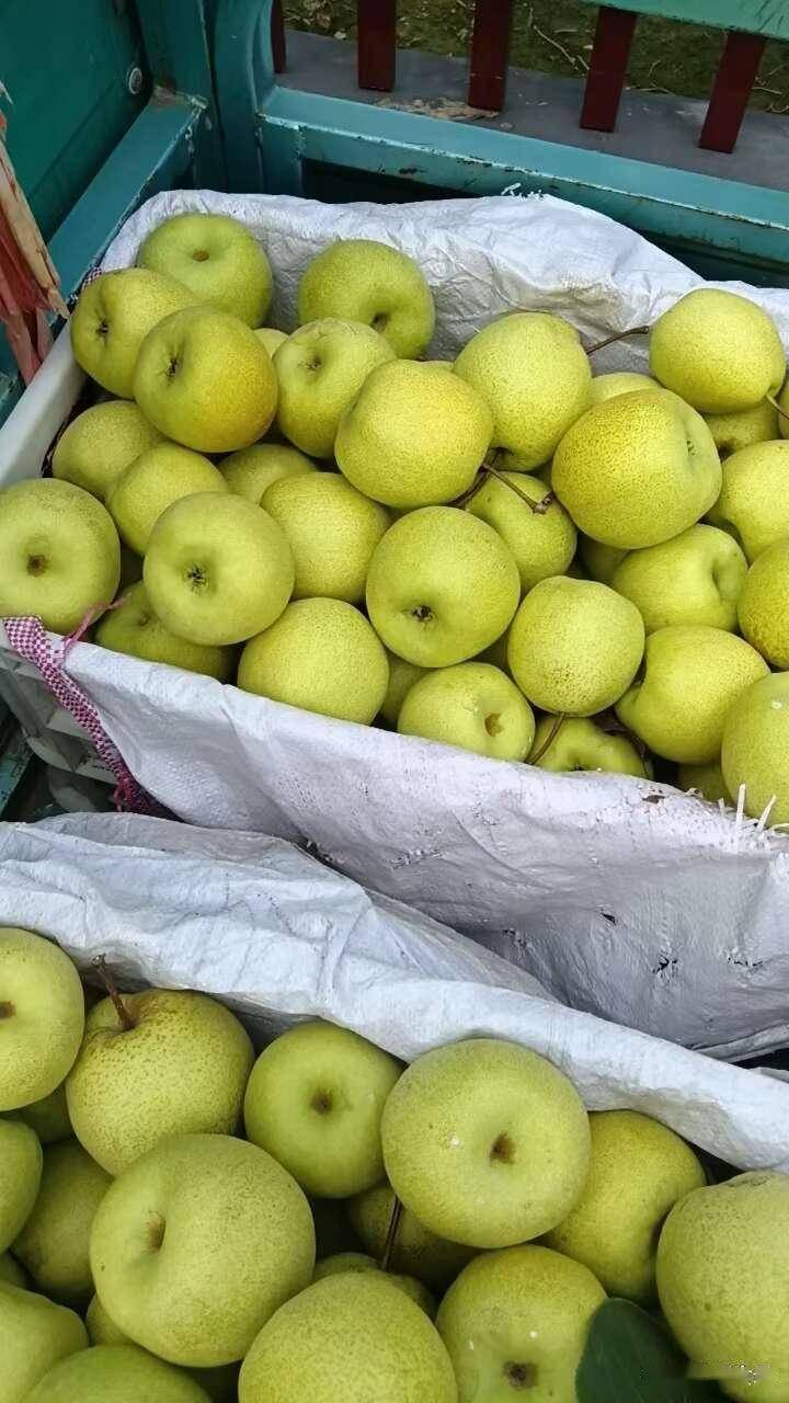 山东这10种国家认证的梨,外地根本买不到