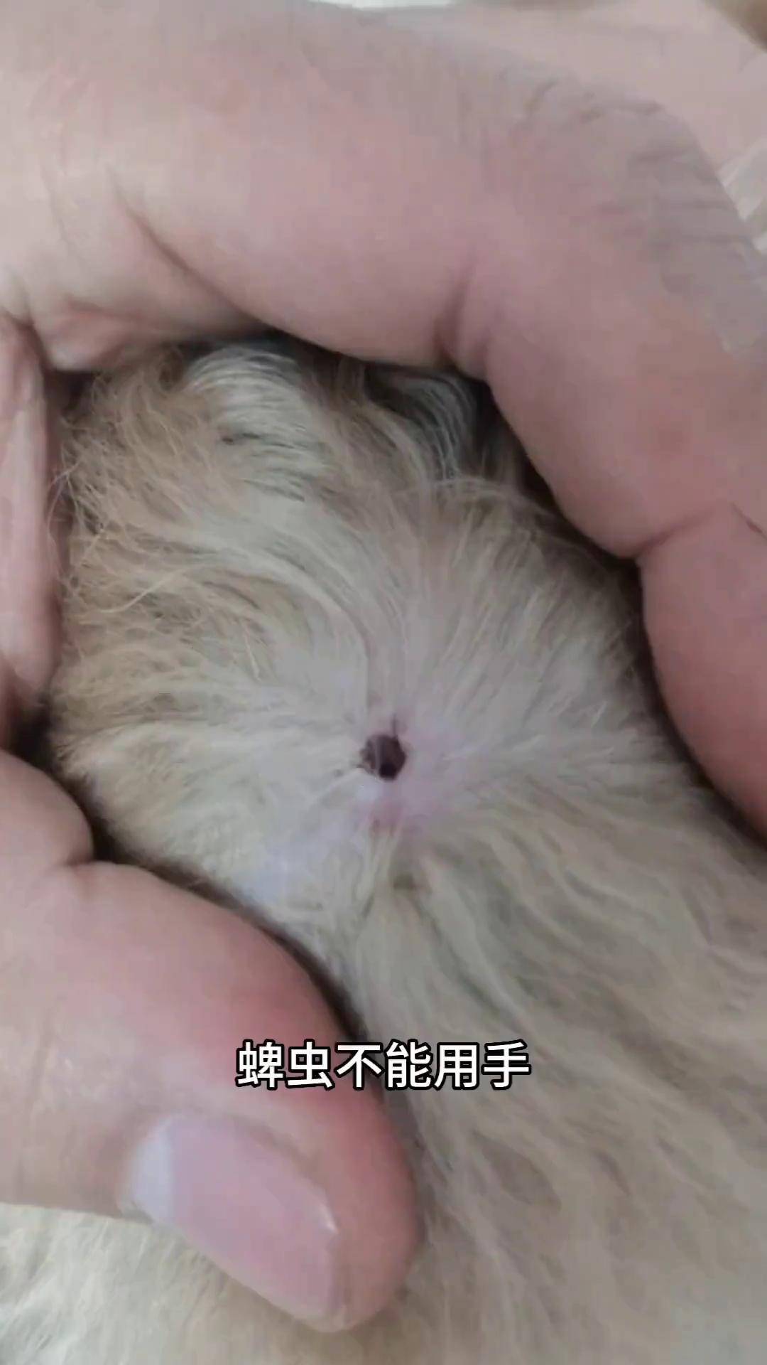 新手养狗科学养宠攻略狗被蜱虫叮咬怎么办体外驱虫如何选择