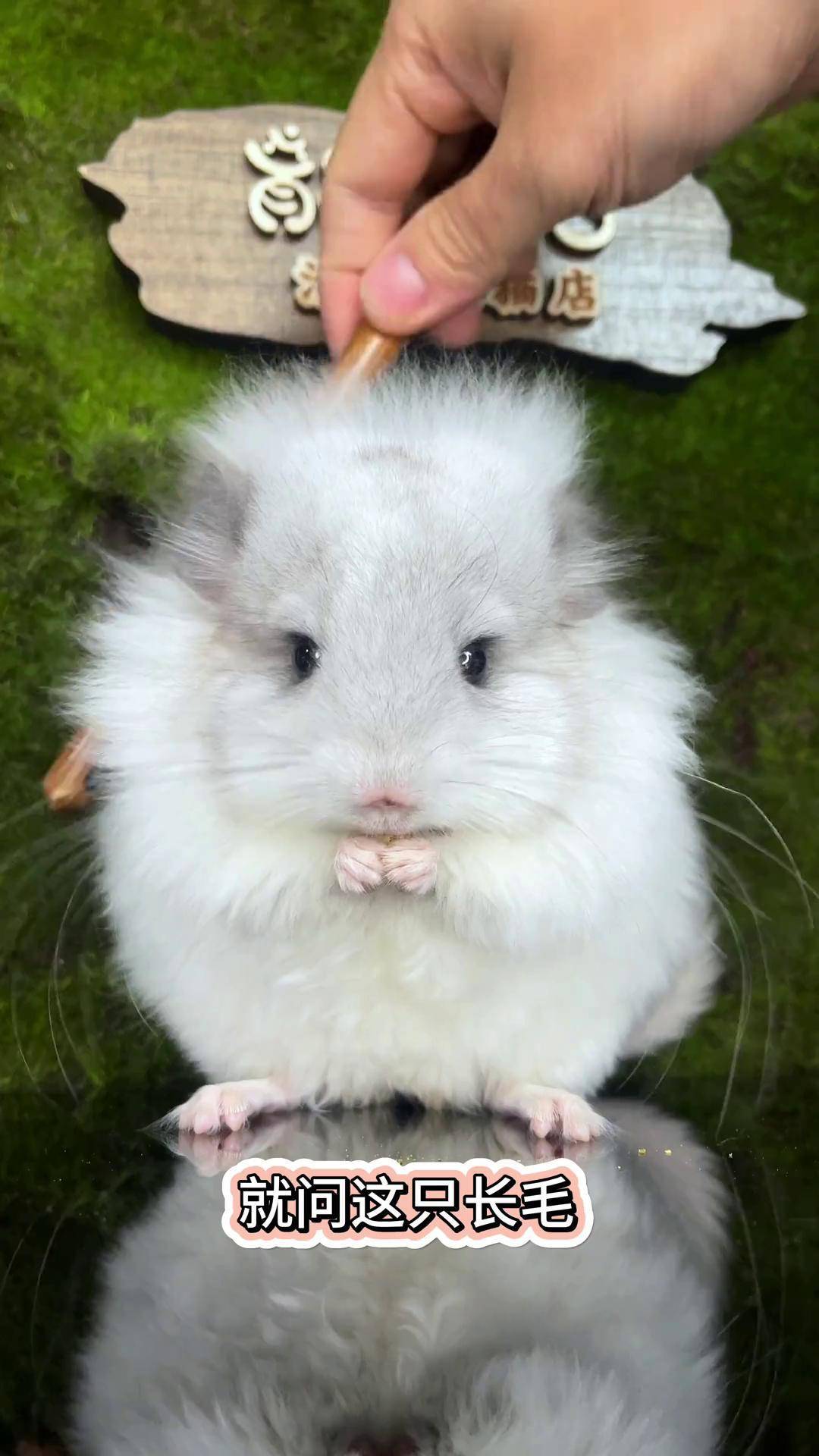 你家龙猫爆毛吗?龙猫成长过程 成都龙猫谷 龙猫 龙猫爆毛 长毛龙猫