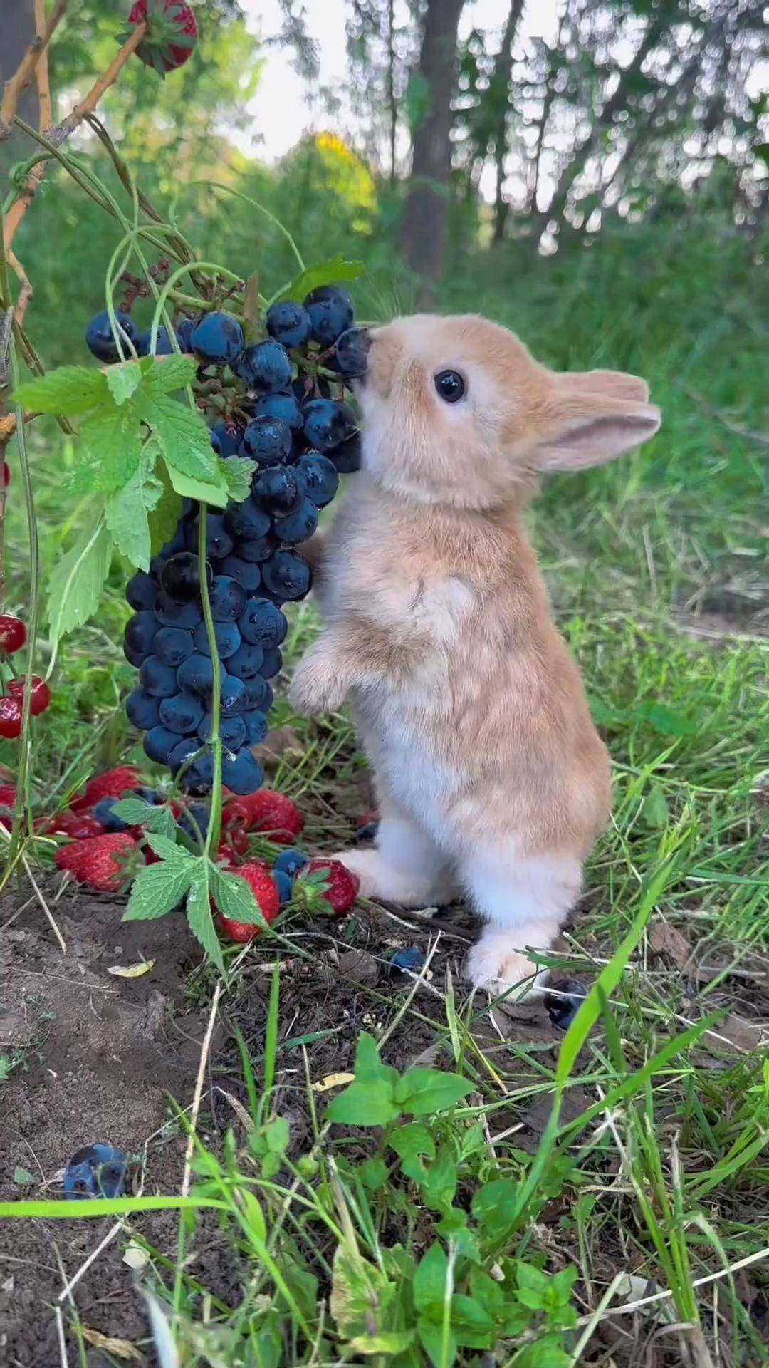 小兔子吃葡萄的样子太可爱了 萌宠出道计划 兔子 田园小萌宠