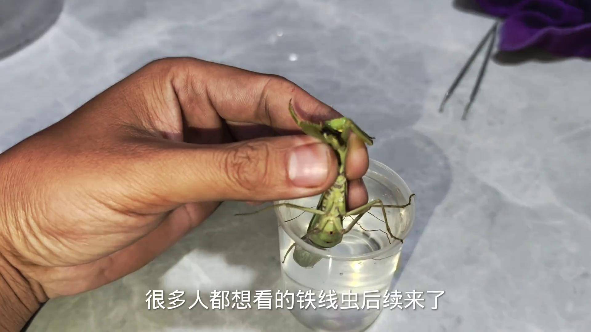 这难道就是,传说中的铁线虫吗?