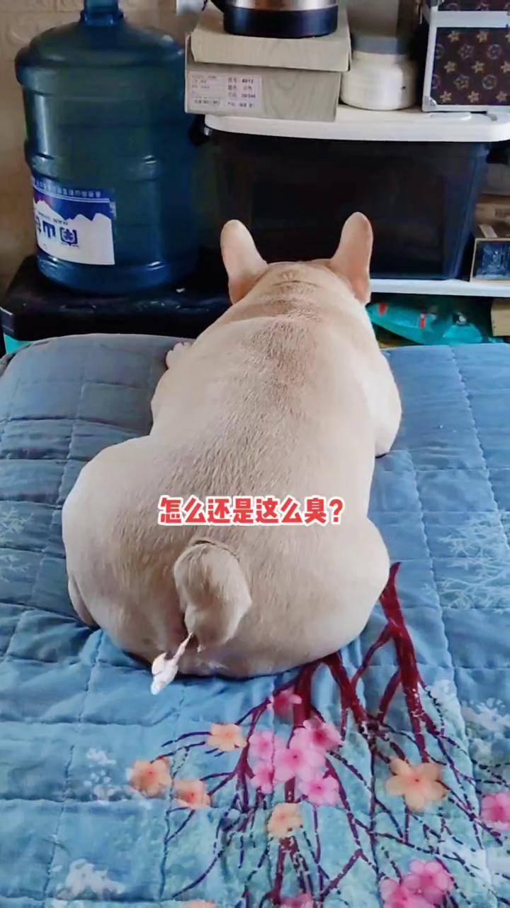 狗狗界如果有放屁排名比赛,法猪猪绝对排前三