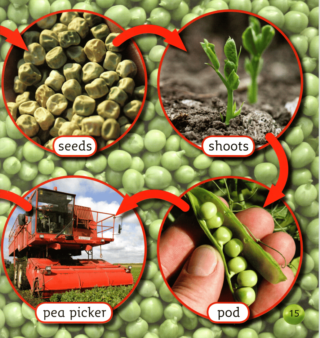 宜阳学术节•englishchannel英语绘本peasplease