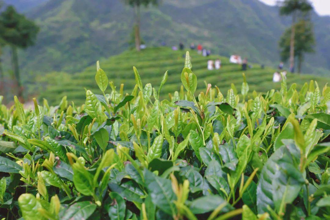 镇巴县茶业协火星电竞入口会积极发力加快茶产业升级(图2)