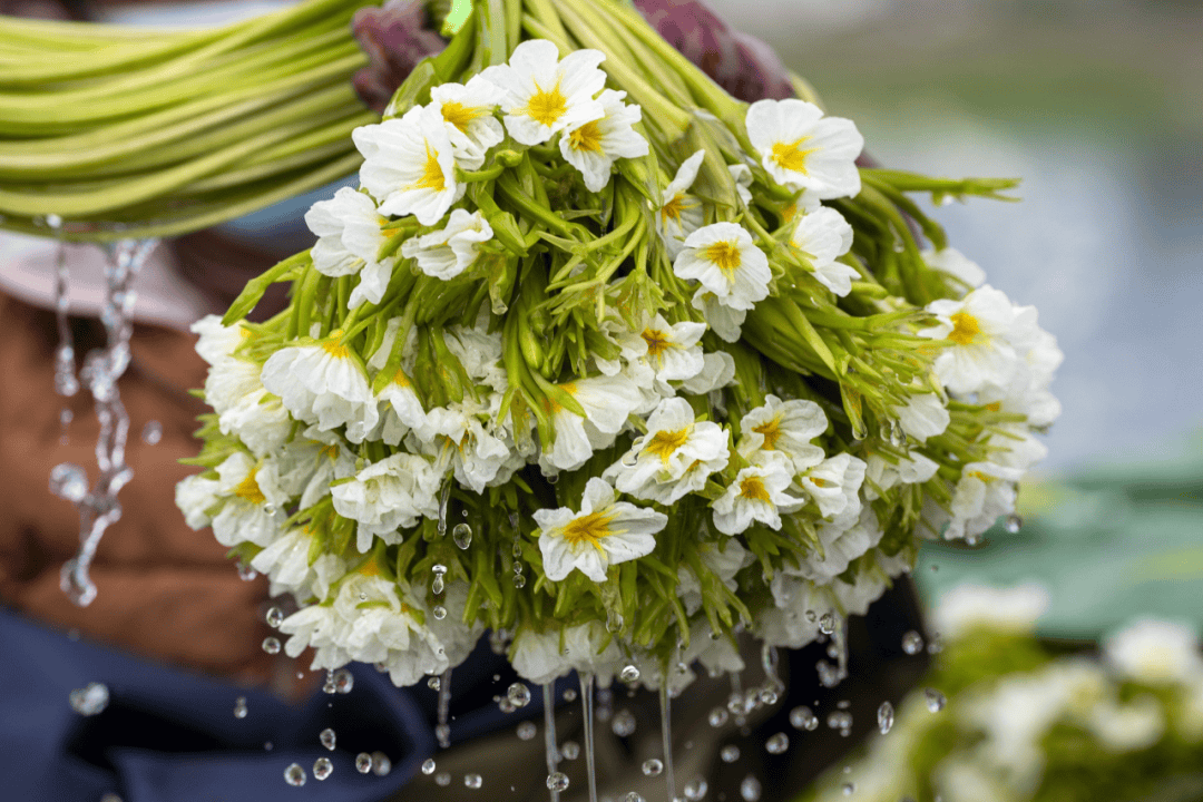 云南鲜花野菜让你快乐甩肉!