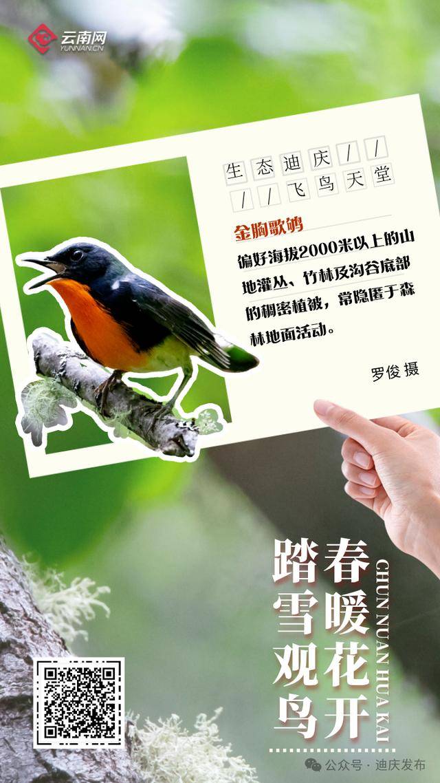 迪庆：一幅飞鸟与自然共舞的生态画卷，生态迪庆：珍稀鸟类的隐秘家园