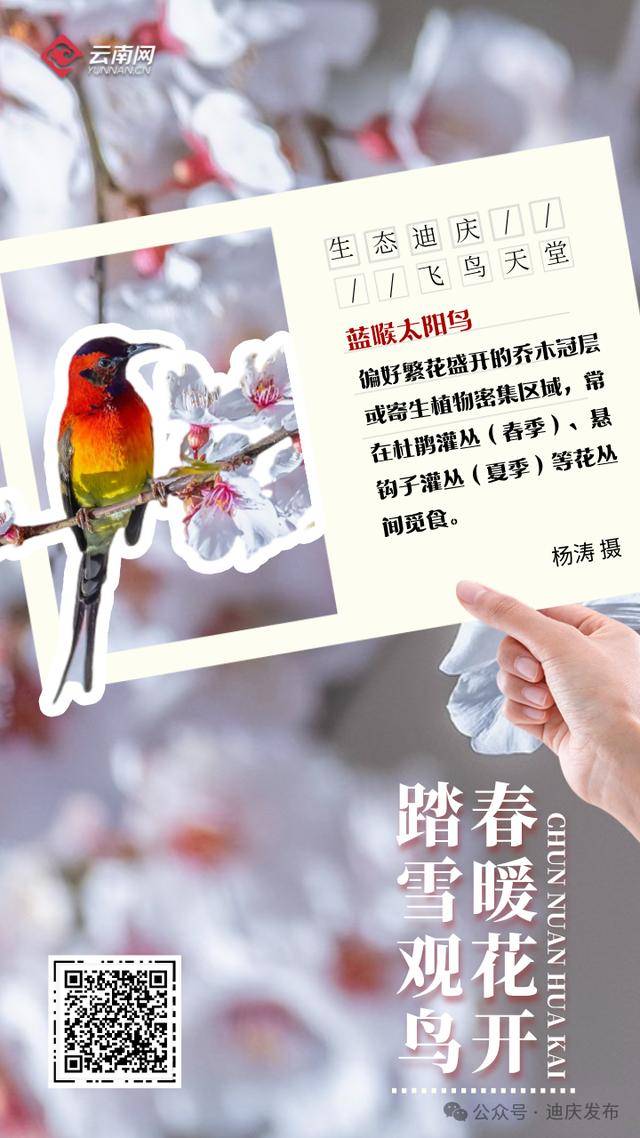 迪庆：一幅飞鸟与自然共舞的生态画卷，生态迪庆：珍稀鸟类的隐秘家园