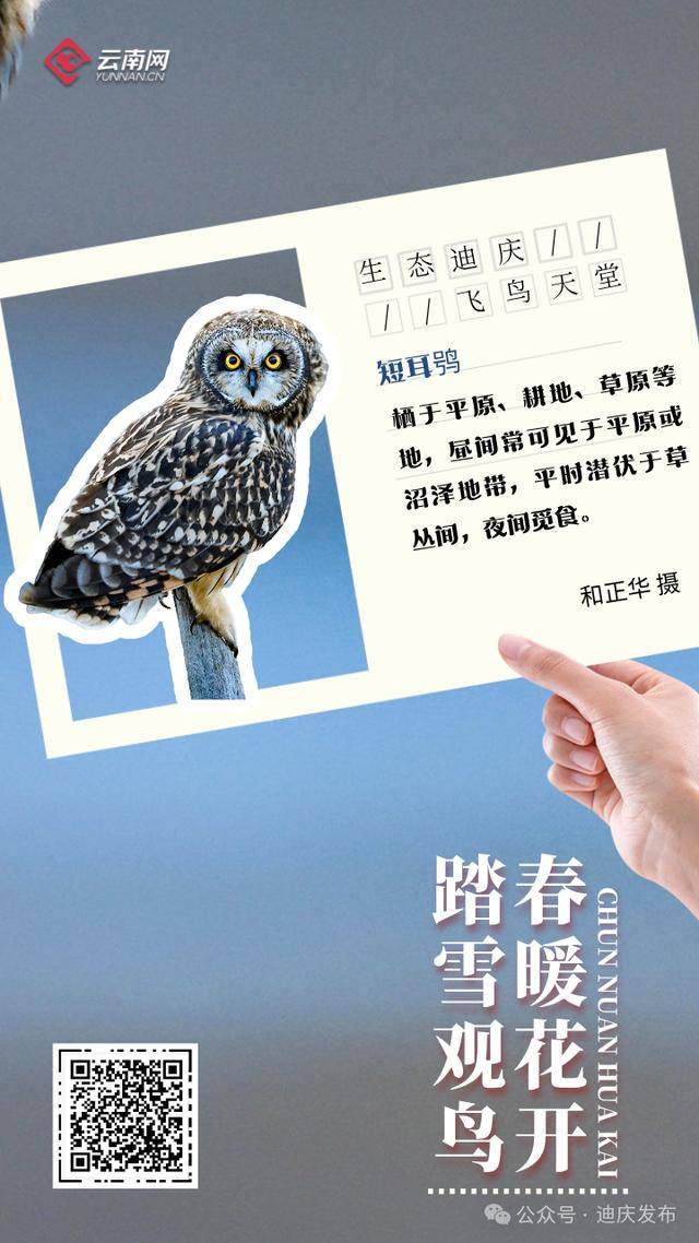 迪庆：一幅飞鸟与自然共舞的生态画卷，生态迪庆：珍稀鸟类的隐秘家园