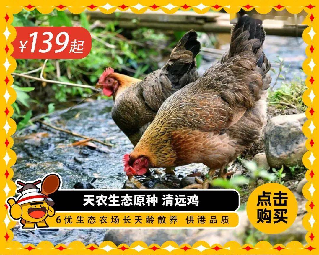 放养超138天的清远鸡，口感绝了！，阿球带来超划算清远鸡，速来！