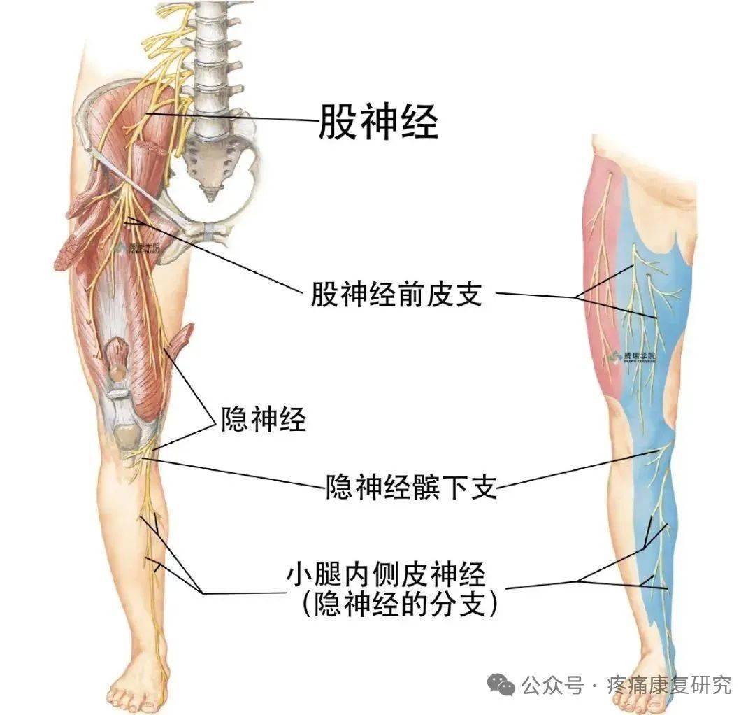 【盘点】不同区域脚麻对应的神经卡压