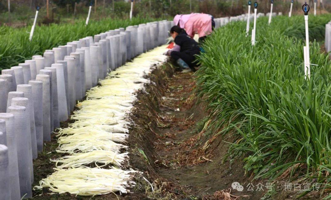 凤山镇政府和龙城村,武卫村有关领导在韭黄种植基地调研