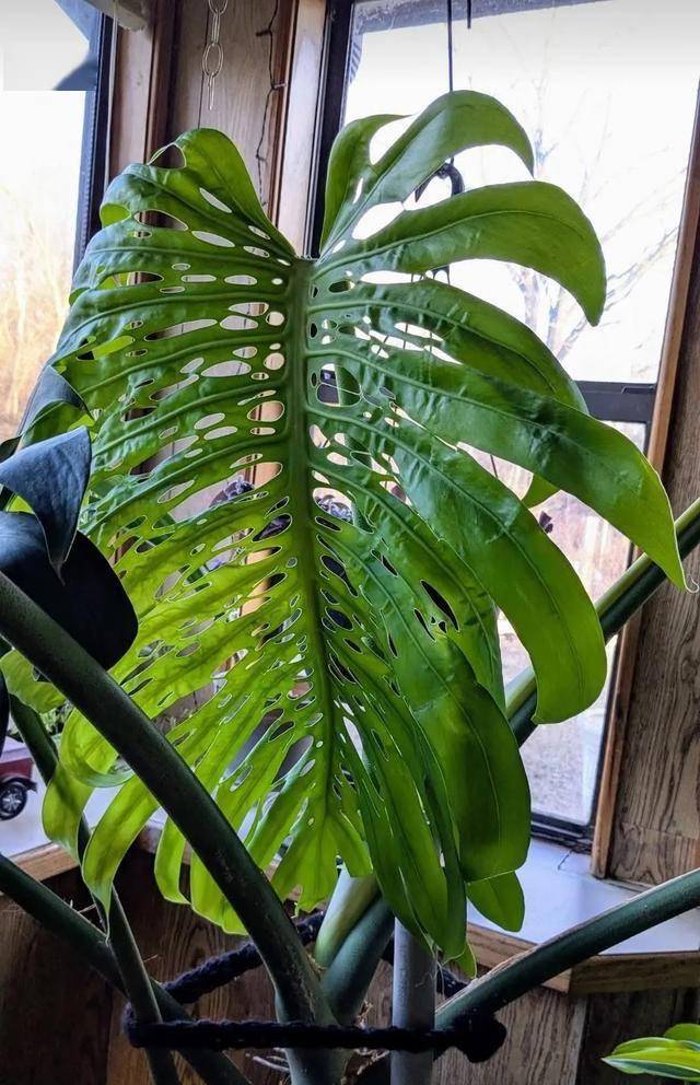 从普通绿植到“神龟”龟背竹，背后的养护秘籍！，美国大妈30年龟背竹成“神龟”，学这些养法你也行！