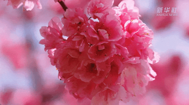 2025年3月12日,北京颐和园西堤桃花绽放