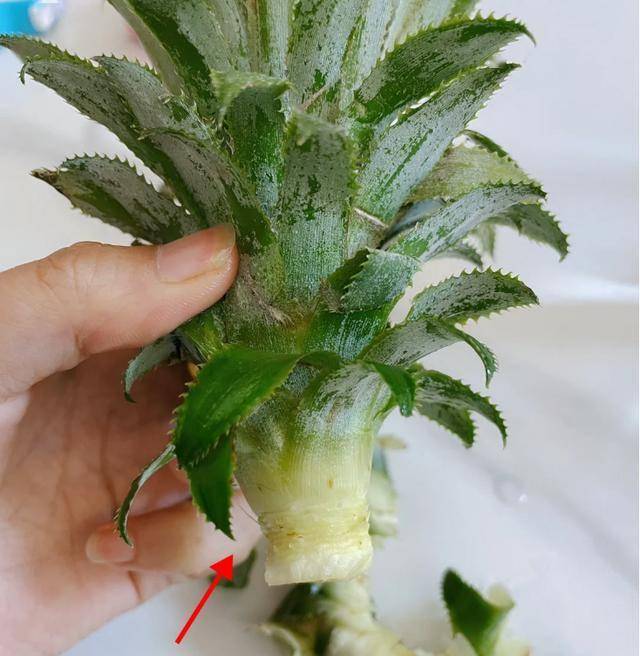 从菠萝头到美味菠萝，北京姑娘三年创造种植神话