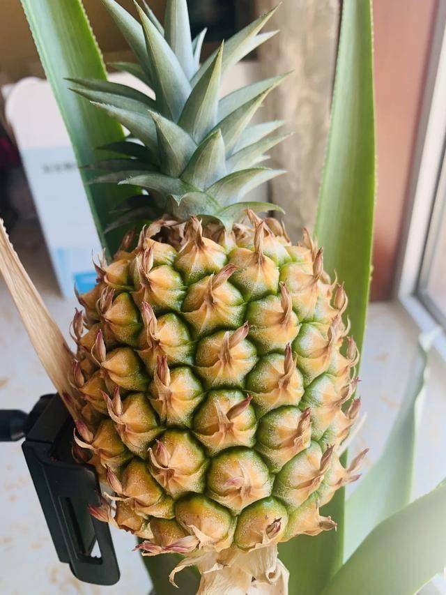 从菠萝头到美味菠萝，北京姑娘三年创造种植神话