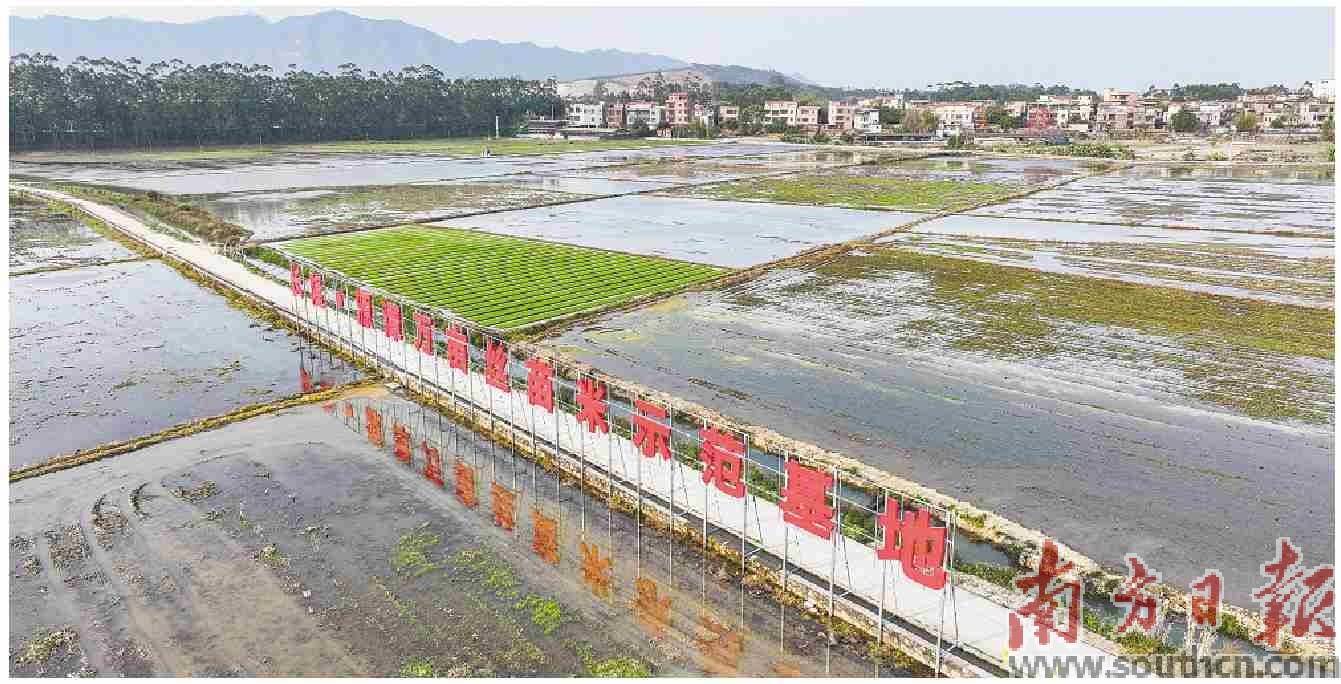 不要告诉别人（丝苗米产地是哪些地方）丝苗米多少钱一斤，建设万亩丝苗米产业示范基地，信息产业基地，