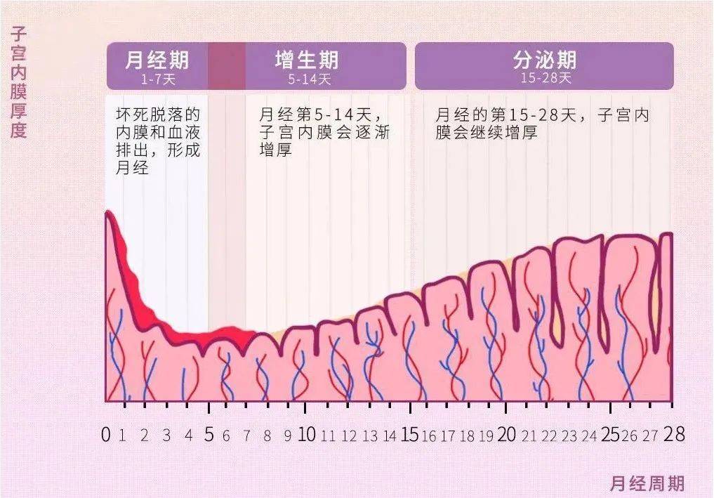 28天(分泌期),子宫内膜继续增厚,并逐渐变得更厚,更
