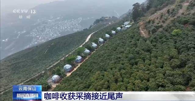 “左手咖啡右手茶” 两张产业名雷火竞技入口片助力云南经济腾飞(图5)
