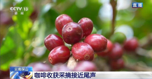 “左手咖啡右手茶” 两张产业名雷火竞技入口片助力云南经济腾飞(图4)