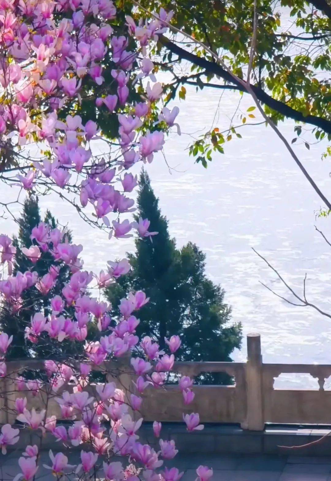 往南走,来到安康市中心城区,汉滨区一江两岸,花团锦簇,竞相开放,杨柳