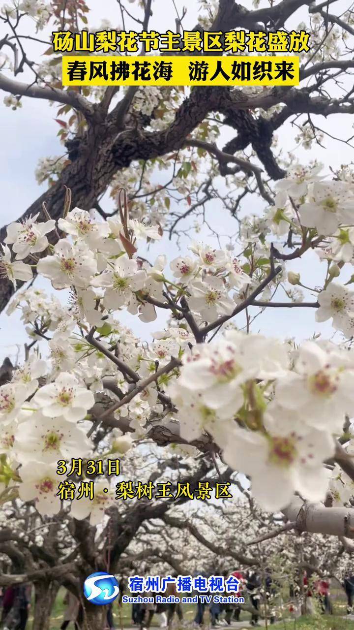 砀山梨花节主景区梨花盛放