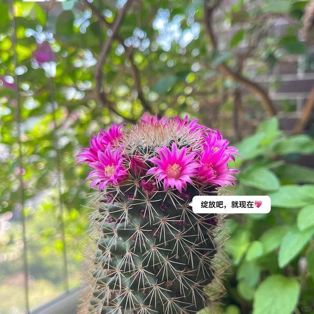 爷爷捡来的仙人球竟是“报恩花”，你认识吗？