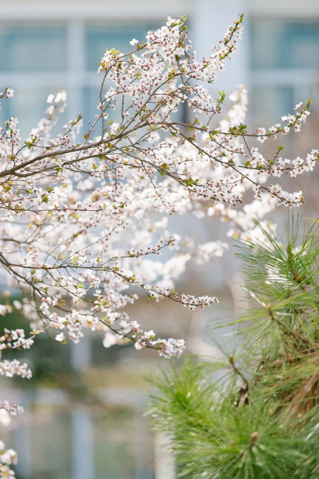 图集 | 春有约 花不误——淮中校园美如画