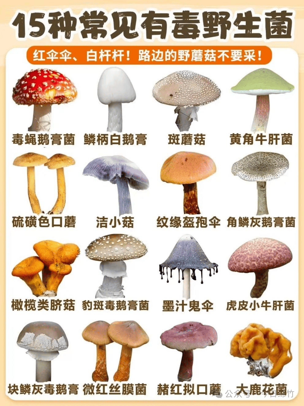 绵竹人警惕！红伞伞，白杆杆，吃完当心躺板板→_搜狐网, image size:991x1322