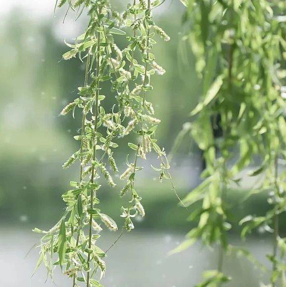 飞絮迎来高发期,重要防护提醒→_症状_四川_柳树和