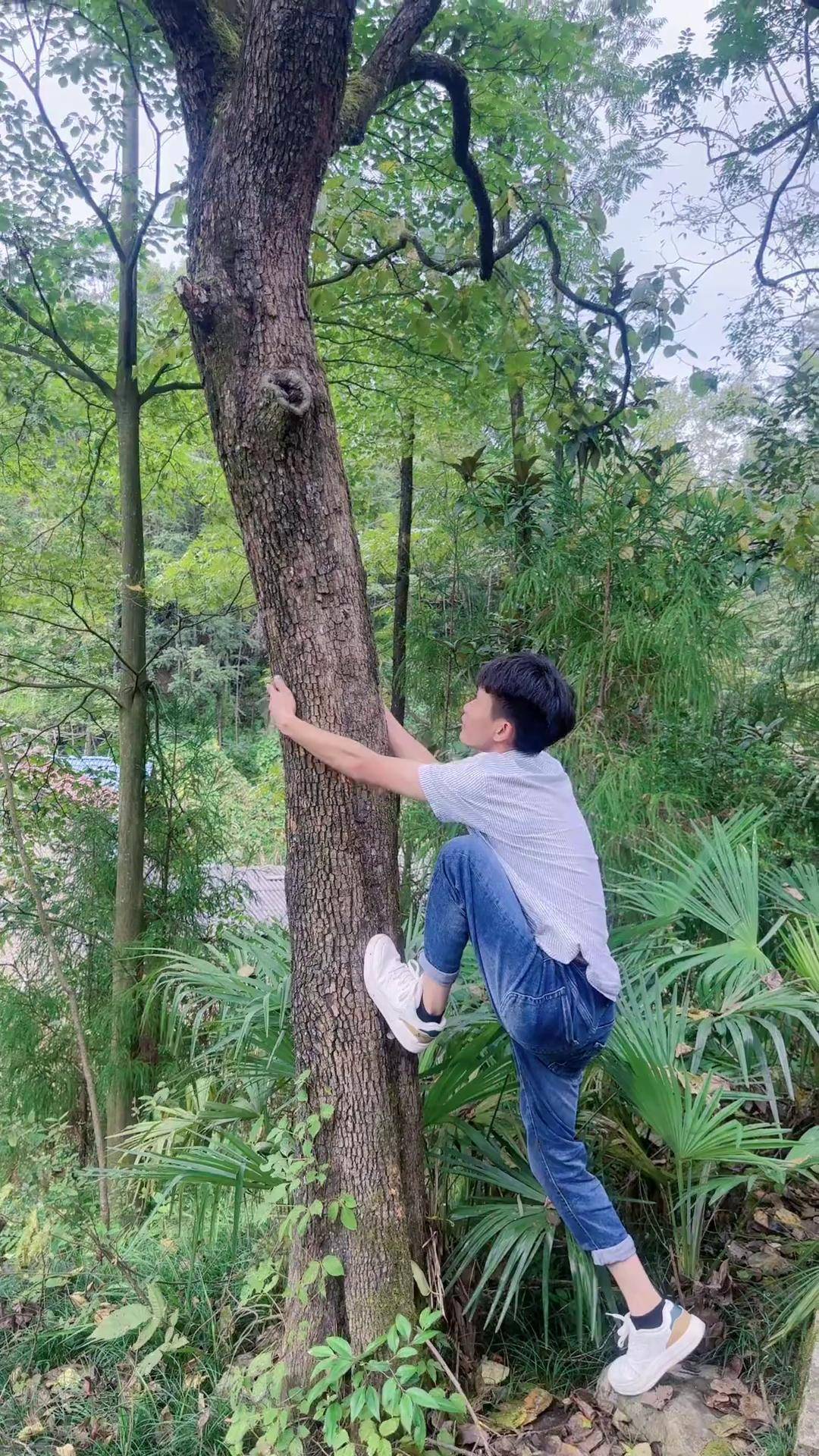摘果子 爬树高手 大山里的味道 来虎哥请客吃柿子 摘柿子