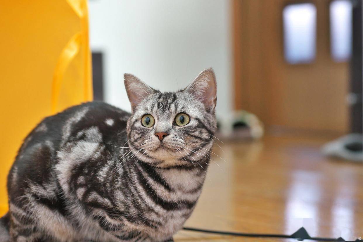 猫咪价格多少钱一只？附宠物猫咪价格表（猫咪一般多少钱一只）