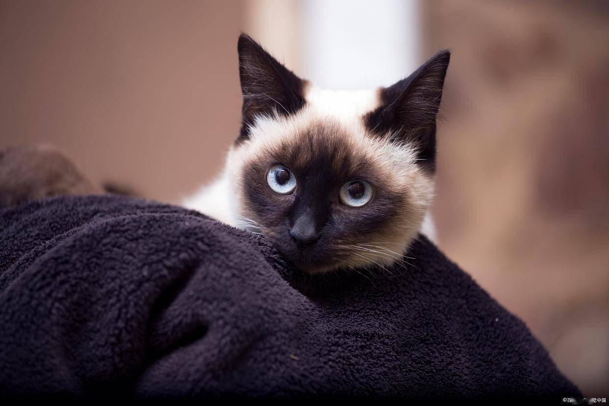 猫咪价格多少钱一只？附宠物猫咪价格表（猫咪一般多少钱一只）