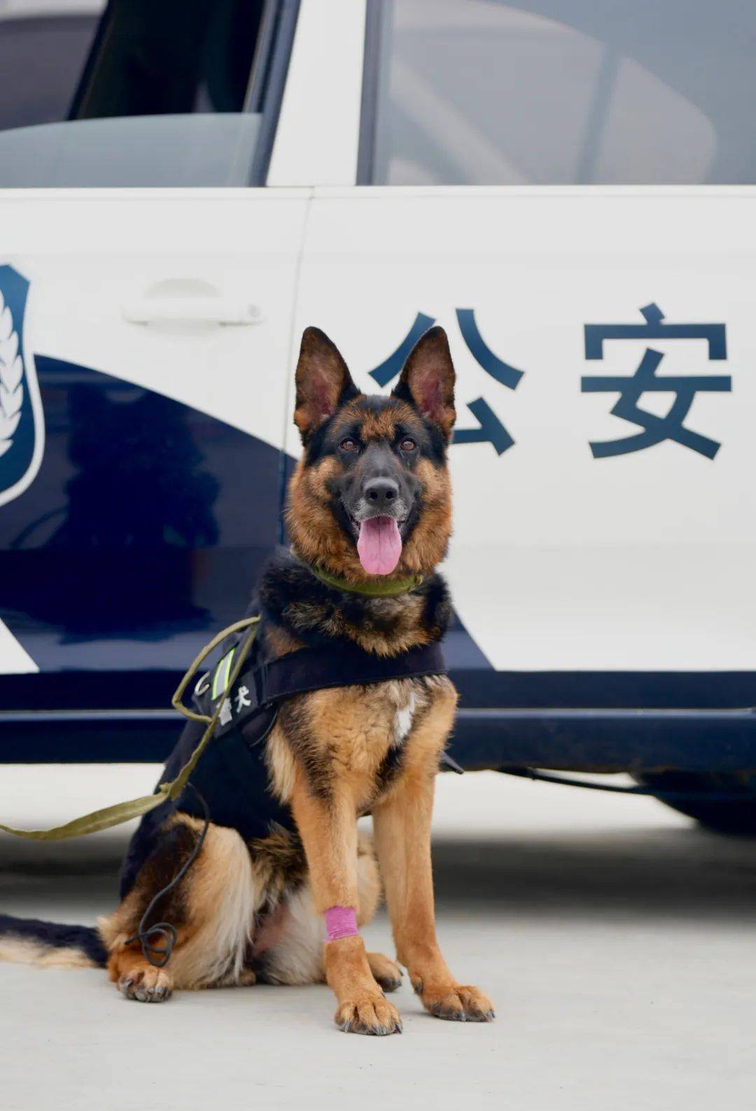 你想拥有一只警犬吗?领养机会来啦!