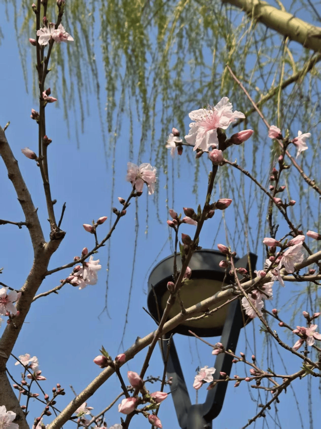 "春日的温暖"摄影大赛 · 作品投票开启