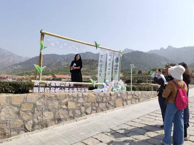 雷火竞技平台100多亩茶园日产干茶10余斤崂山春茶“稀罕”上市(图6)