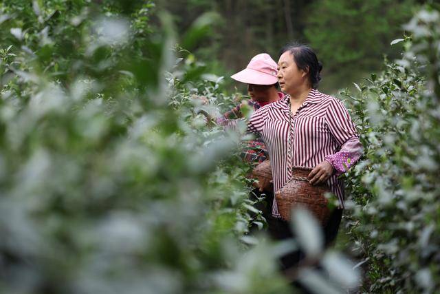 甘雷火竞技下载肃康县：茶香悠悠(图5)