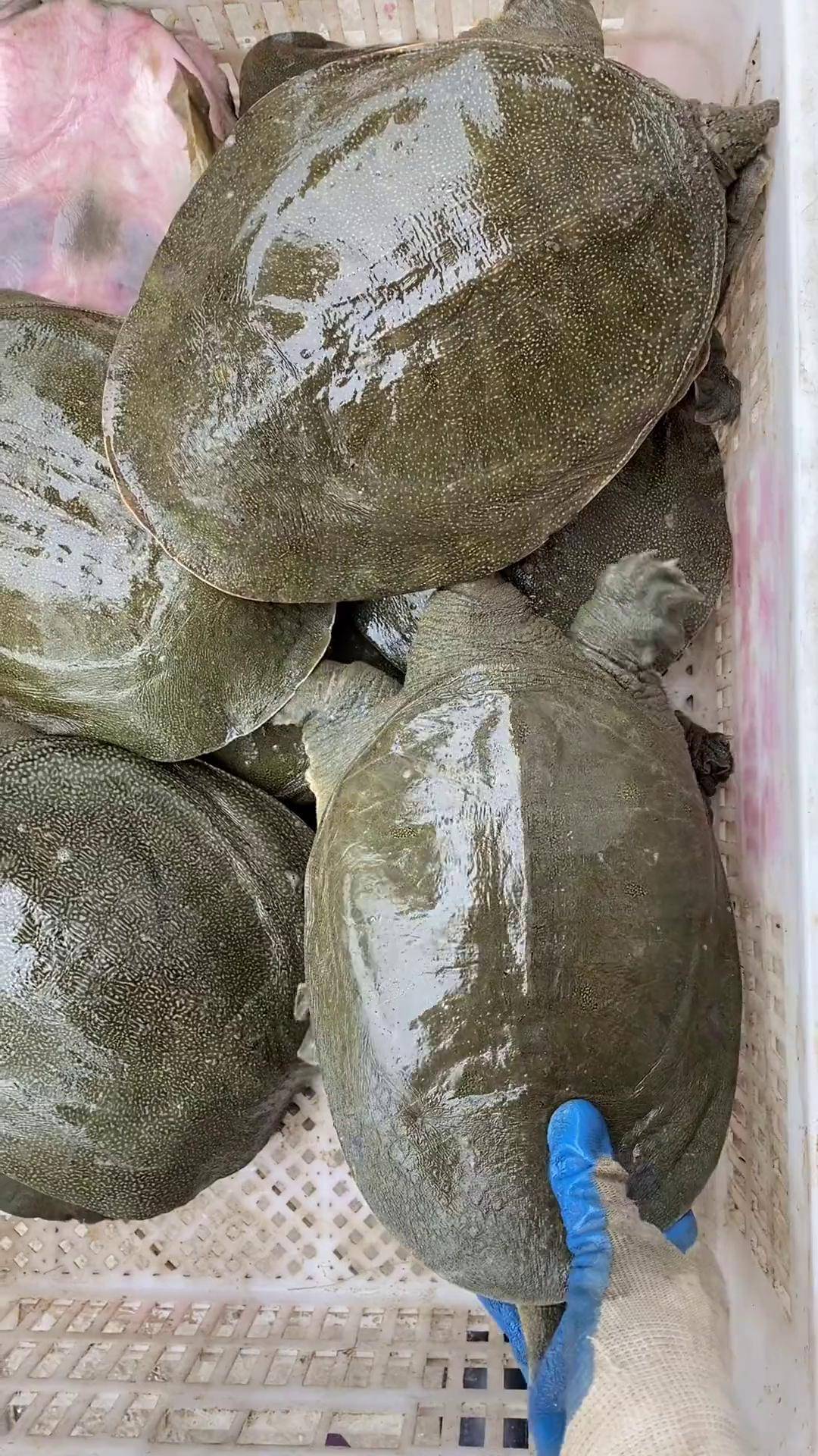 过年啦,囤年货啦!生态大甲鱼吃起来抖音好物年货节 甲鱼养殖 甲鱼