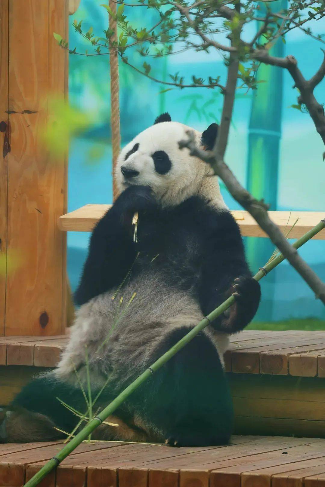 无锡动物园刚刚公告